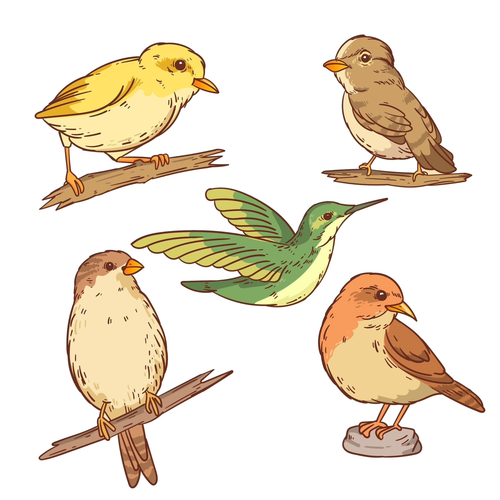Vögel